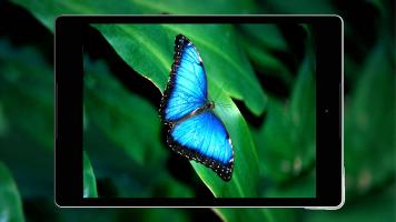 Butterfly Wallpapers HD APK צילום מסך #13