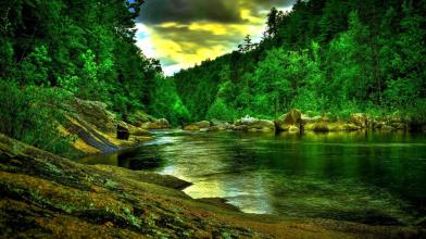 Rain Forest Wallpaper HD APK Download for Android