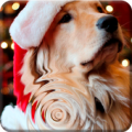 Labrador Christmas Puppy Dog Santa Live Wallpaper Apk