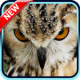 Owl Wallpaper APK