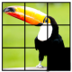 Jungle photo Puzzle APK