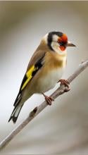 The goldfinch APK Download for Android