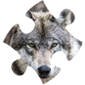 wolves jigsaw puzzles Apk