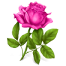 Flowers Stickers For Whatsapp Application icon