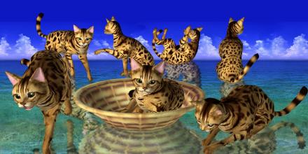 LOVE CAT!!  -Bengal cat (Unreleased) APK Download for Android