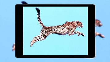 Cheetah Wallpapers HD APK צילום מסך #14