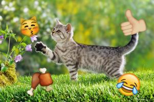 Emoji Photo Sticker Maker Free APK Ekran Görüntüsü Küçük Resim #5