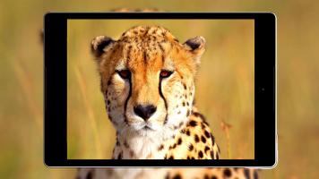 Cheetah Wallpapers HD APK צילום מסך #22