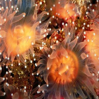 Anemone Great Live Wallpaper On Windows Pc Download Free 1 0 1 Com Tist Azza Anemonegreatlivewallpapers