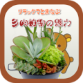 多肉植物の魅力withリラックマ　クイズver.　観葉植物 Apk