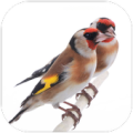 The goldfinch Apk