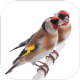 The goldfinch APK