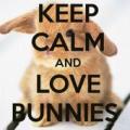 Keep Calm And Bunny ON Apk