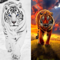 Tiger Live Wallpapers Apk