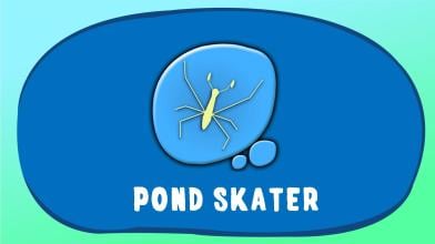 Pond Skater APK Download for Android