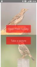 Pipit Lark - Identify birds with photo APK Download for Android