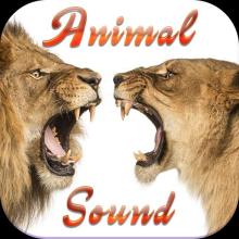 Sound Animal APK Download for Android