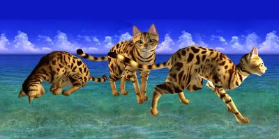 LOVE CAT!!  -Bengal cat (Unreleased) APK Ảnh chụp màn hình #8