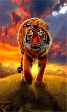 Tiger Live Wallpapers APK Download for Android