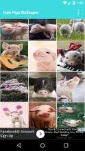 Cute Pigs Wallpapers APK Download for Android