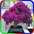 Most Beautiful Bonsai Apk