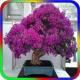 Most Beautiful Bonsai APK