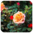 Roses APK - Windows 下载