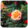 Roses Application icon