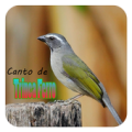 Canto de Trinca Ferro Mp3 Apk