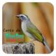 Canto de Trinca Ferro Mp3 APK