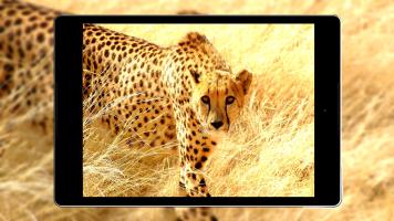 Cheetah Wallpapers HD APK צילום מסך #16