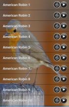 American Robin Bird Sound APK Download for Android