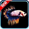 Betta Fish Wallpaper Apk