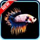 Betta Fish Wallpaper APK