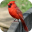 Cardinal Bird Sounds Download on Windows