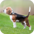 Beagles wallpaper Apk