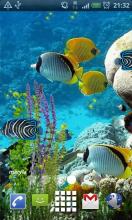 Fish in Water Live Wallpaper APK Download for Android