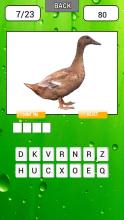 Animal quiz Guess word APK Download for Android