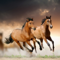 Horses Wallpapers Themes Apk