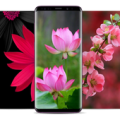 4K Flower Wallpapers - Rose HD Wallpaper - WallZ Apk