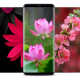 4K Flower Wallpapers - Rose HD Wallpaper - WallZ APK