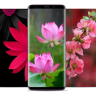 4K Flower Wallpapers - Rose HD Wallpaper - WallZ Application icon