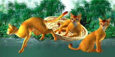 LOVE CAT!!  Abyssinian cat (Unreleased) APK Ảnh chụp màn hình #4