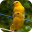 Canary Bird Sounds Download on Windows