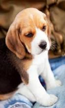 Beagles wallpaper APK Download for Android