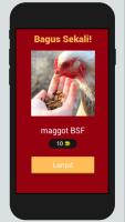 Maggot BSF Quiz 2020, Pondasi Bisnis Ternak Maggot APK تصویر نماگرفت #4