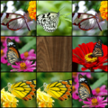 Memory (Butterflies) Apk