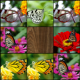 Memory (Butterflies) APK