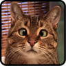 GIFORN - funny pictures Application icon