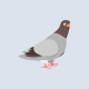 Pigeon Hit Squad (Unreleased) APK